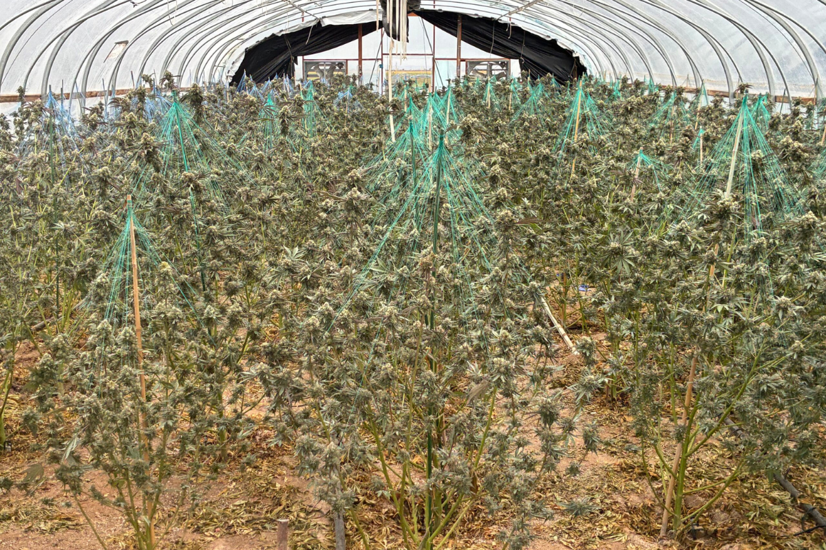 State agents uproot 10-ton illegal cannabis grow near Estancia